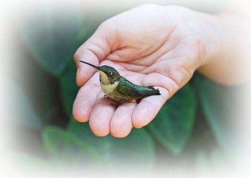 Hummingbird Photo: IMG_6487 copy